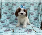 Small #2 Cavapoo (Miniature)