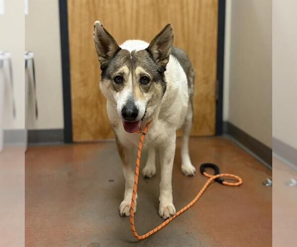 Medium Photo #1 German Shepherd Dog-Unknown Mix Puppy For Sale in Modesto, CA, USA