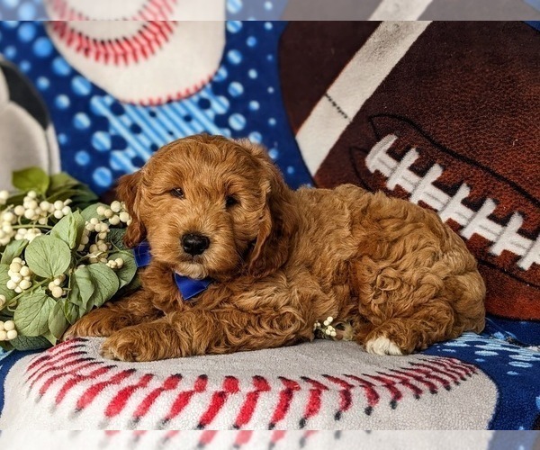 Medium Photo #2 Goldendoodle (Miniature) Puppy For Sale in CHRISTIANA, PA, USA