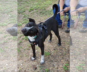 Jacks - Male Mutt Dog for Adoption - Photo #2