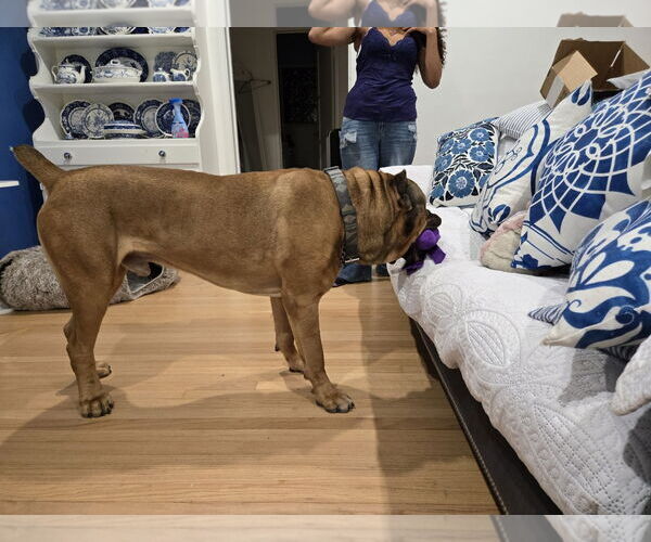 Medium Photo #3 Mutt Puppy For Sale in Goodyear, AZ, USA