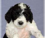 Small Photo #2 Poodle (Standard) Puppy For Sale in MC KINNEY, TX, USA