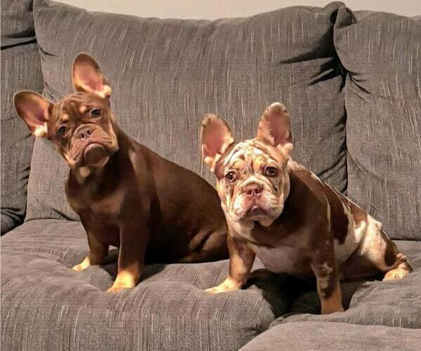 Medium Photo #1 French Bulldog Puppy For Sale in CAPE CORAL, FL, USA