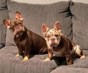 Medium French Bulldog