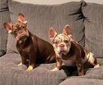 Small French Bulldog