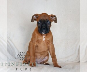 Boxer Puppy for sale in HONEY BROOK, PA, USA