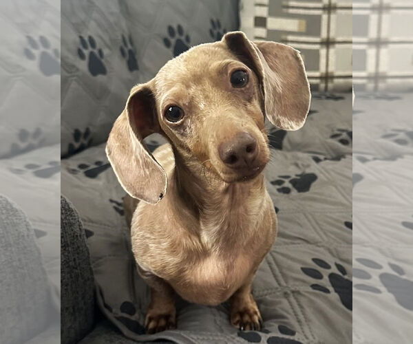 Medium Photo #1 Dachshund Puppy For Sale in Shelbyville, TN, USA