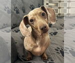 Small Dachshund