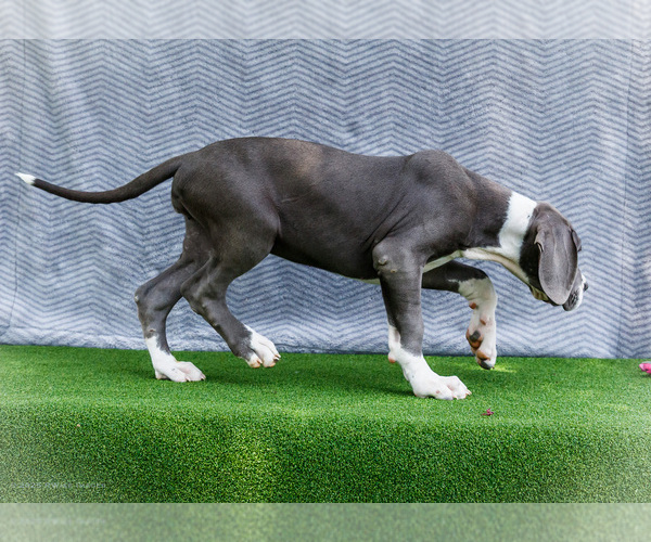 Medium Photo #7 Great Dane Puppy For Sale in WAKARUSA, IN, USA
