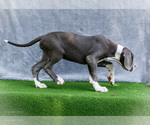 Small #6 Great Dane