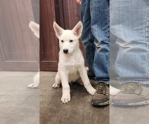 German Shepherd Dog Puppy for Sale in GREENWOOD, Wisconsin USA