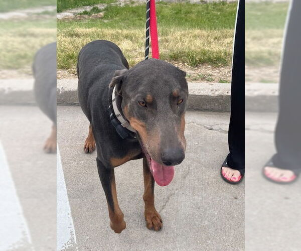 Medium Photo #5 Doberman Pinscher Puppy For Sale in Omaha, NE, USA