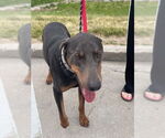 Small #4 Doberman Pinscher