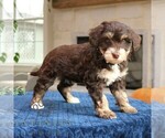 Small #2 Bernedoodle (Miniature)