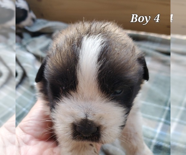 Medium Photo #2 Saint Bernard Puppy For Sale in KANNAPOLIS, NC, USA