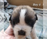Small Photo #2 Saint Bernard Puppy For Sale in KANNAPOLIS, NC, USA