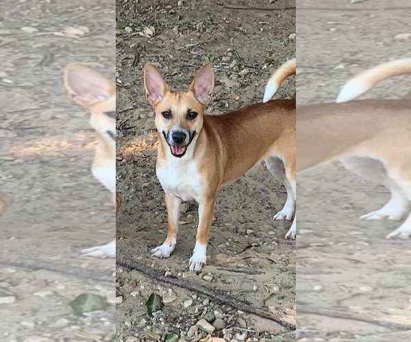 Medium Photo #2 Jack Russell Terrier-Unknown Mix Puppy For Sale in Princeton, MN, USA