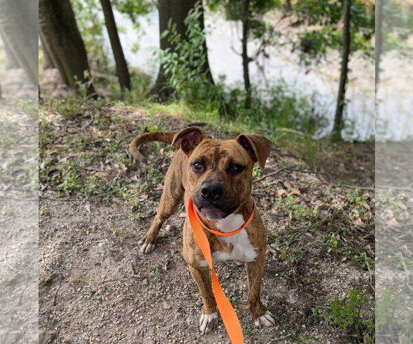 Medium Photo #1 American Pit Bull Terrier-Unknown Mix Puppy For Sale in Oakhurst, NJ, USA