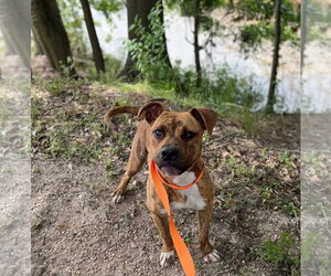American Pit Bull Terrier-Unknown Mix Dogs for adoption in Oakhurst, NJ, USA
