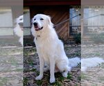 Small #44 Great Pyrenees