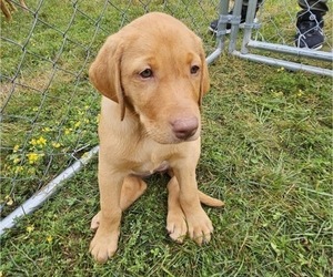 Labrador Retriever Puppy for sale in BUFFALO, NY, USA