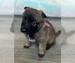 Puppy Puppy 1 Malinois