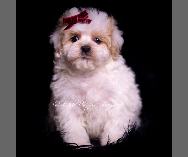 Medium Photo #117 Maltipoo (Miniature) Puppy For Sale in WARSAW, IN, USA