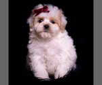 Puppy Cardi Maltipoo (Miniature)