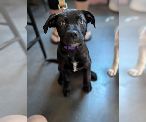 Medium Photo #5 Mutt Puppy For Sale in Holly Springs, NC, USA