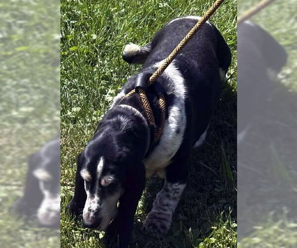 Medium Photo #5 Basset Hound Puppy For Sale in Deepwater, NJ, USA