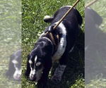 Small #4 Basset Hound