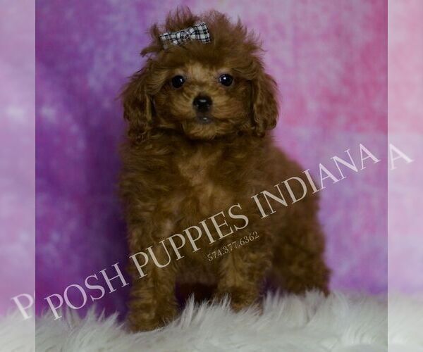 Medium Photo #6 Poodle (Miniature) Puppy For Sale in WARSAW, IN, USA