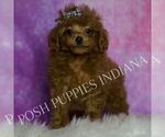 Small Photo #82 Poodle (Miniature) Puppy For Sale in WARSAW, IN, USA
