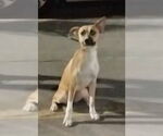 Small #2 Boxer-Huskies  Mix