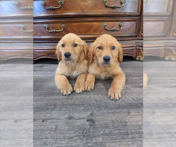 Medium Photo #24 Golden Retriever Puppy For Sale in CITRUS HEIGHTS, CA, USA