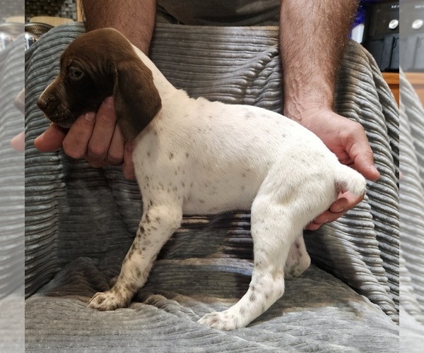 Medium Photo #2 German Shorthaired Pointer Puppy For Sale in FLIPPIN, AR, USA