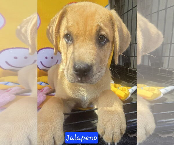 Medium Photo #6 Catahoula Leopard Dog-Labrador Retriever Mix Puppy For Sale in Alexander, AR, USA