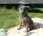 Small #4 German Shepherd Dog