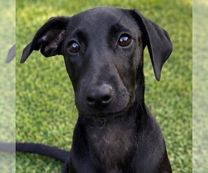Labrador Retriever-Unknown Mix Dogs for adoption in Canton, CT, USA