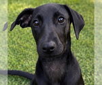 Small Labrador Retriever Mix