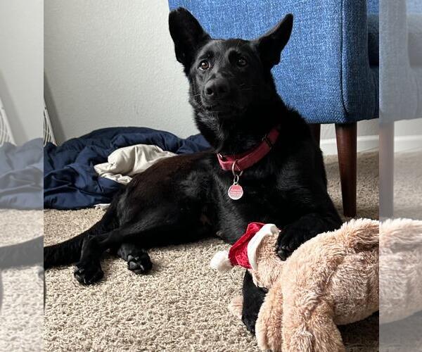 Medium Photo #1 German Shepherd Dog-Unknown Mix Puppy For Sale in Incline Village, NV, USA