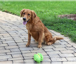 Small #1 Golden Retriever