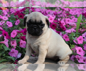 Pug Puppy for sale in SHILOH, OH, USA