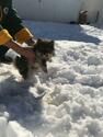 Small Photo #1 Pomsky Puppy For Sale in BOSTON, MA, USA