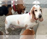 Small #3 Basset Hound