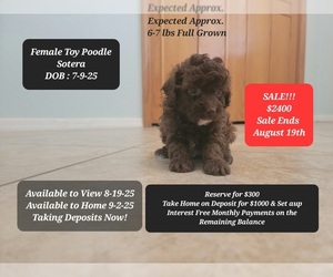 Poodle (Toy) Puppy for sale in TUCSON, AZ, USA