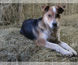 Australian Cattle Dog Dogs for adoption in FAIRBANK, IA, USA