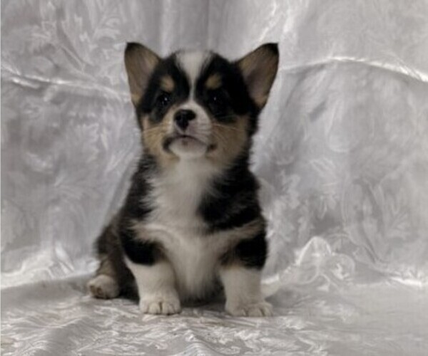 Medium Photo #1 Pembroke Welsh Corgi Puppy For Sale in STANLEY, WI, USA