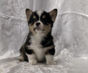 Pembroke Welsh Corgi Puppy for sale in STANLEY, WI, USA