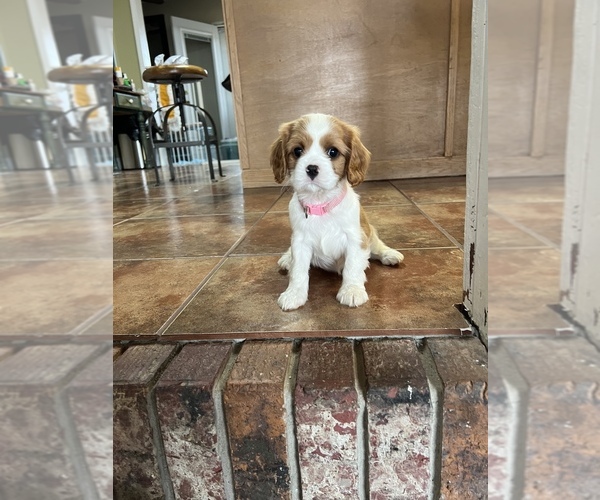 Medium Photo #1 Cavalier King Charles Spaniel Puppy For Sale in GOOD HOPE, MS, USA